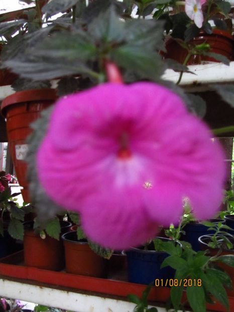  - ACHIMENES 2020 - VANZARI HIBRIZI