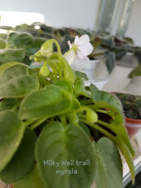 Milky Wail trail - M - N Poze din colectia mea