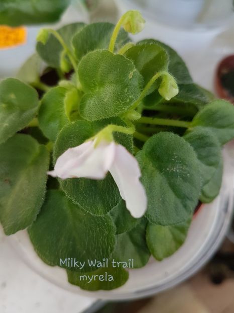 Milky Wail trail - M - N Poze din colectia mea