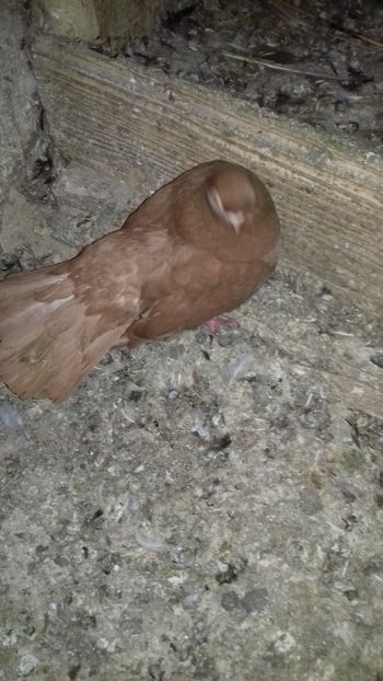 Plevna - Noutăți 2019