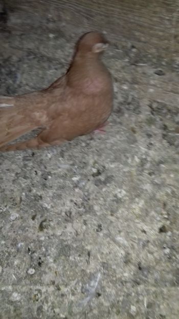 Plevn - Noutăți 2019