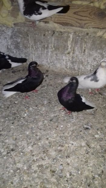 Codalbi - Noutăți 2019