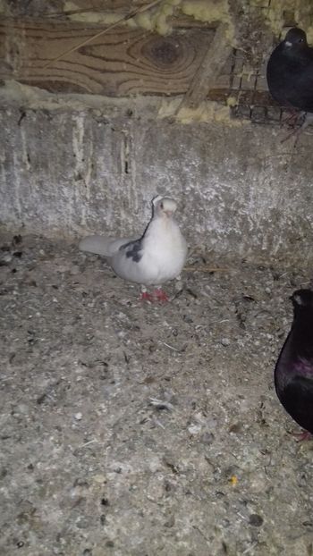 Bimotati - Noutăți 2019