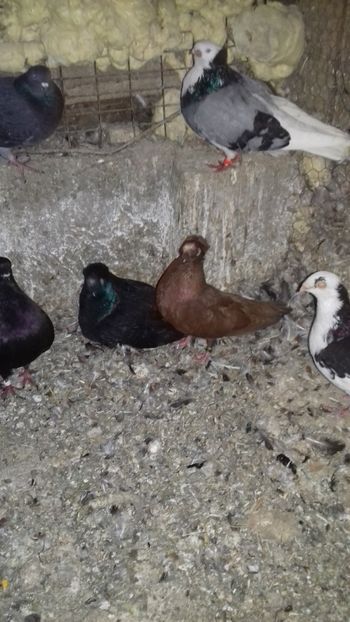 Negru calarasi - Noutăți 2019