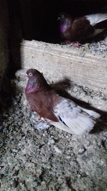  - Noutăți 2019