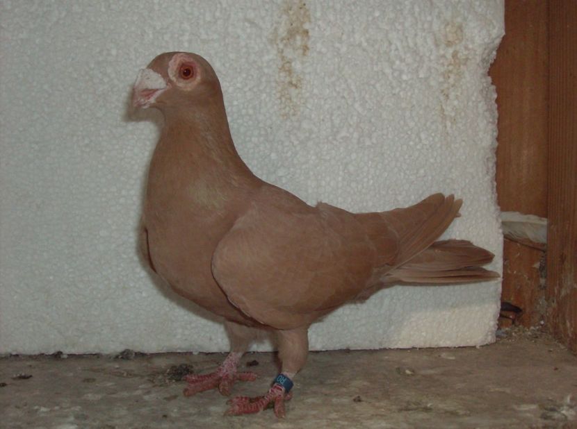  - Lot 2019