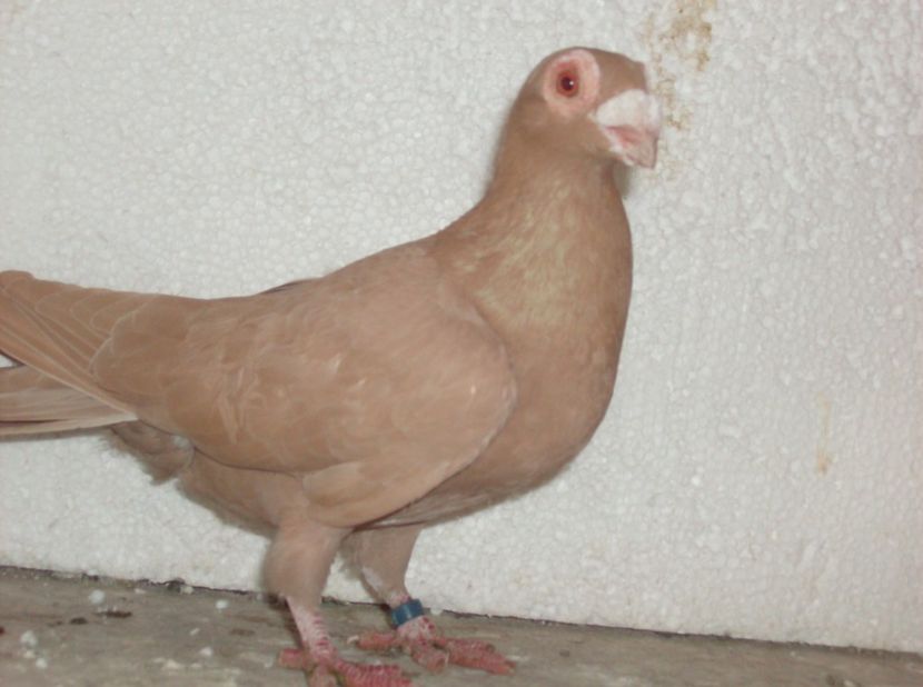  - Lot 2019
