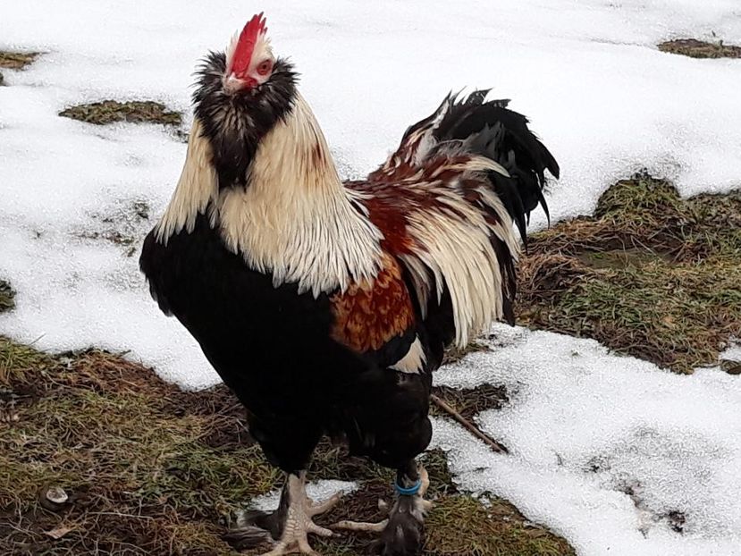 Resized_20190211_114813_2969 - FAVEROLLES SOMON 2018