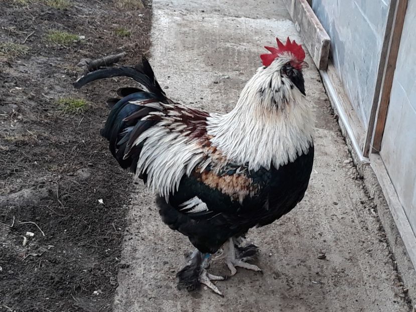  - FAVEROLLES SOMON 2018