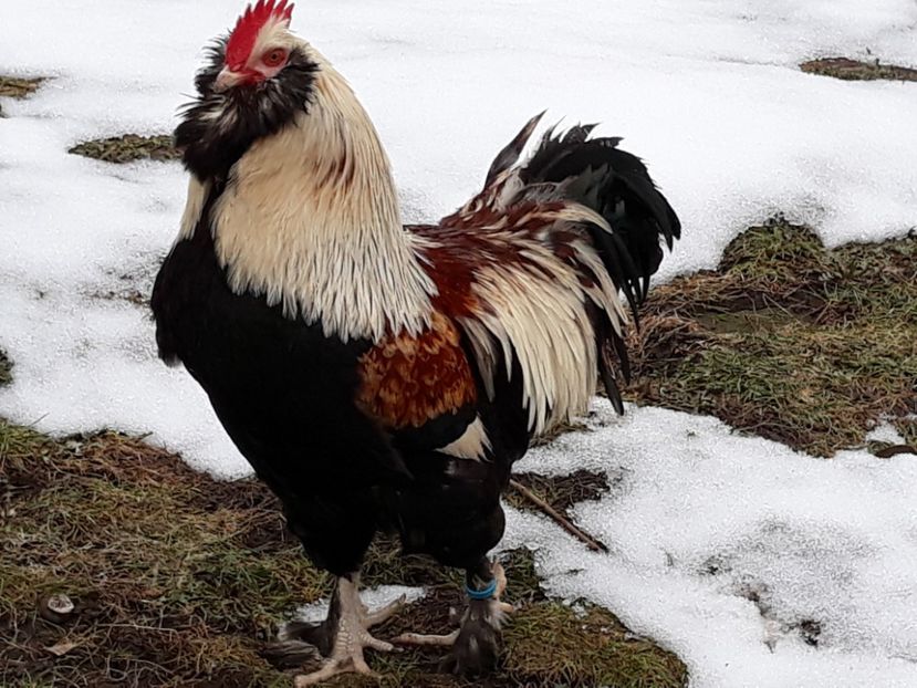  - FAVEROLLES SOMON 2018