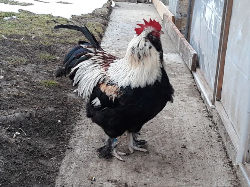  - FAVEROLLES SOMON 2018