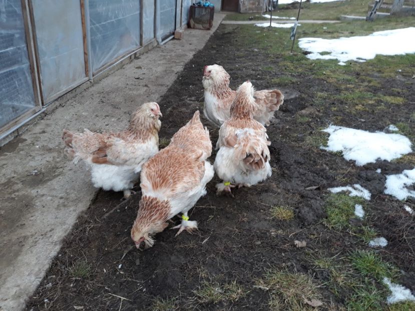  - FAVEROLLES SOMON 2018