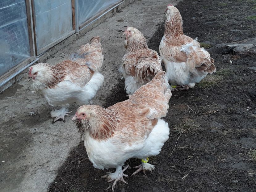 20190211_115258(0) - FAVEROLLES SOMON 2018