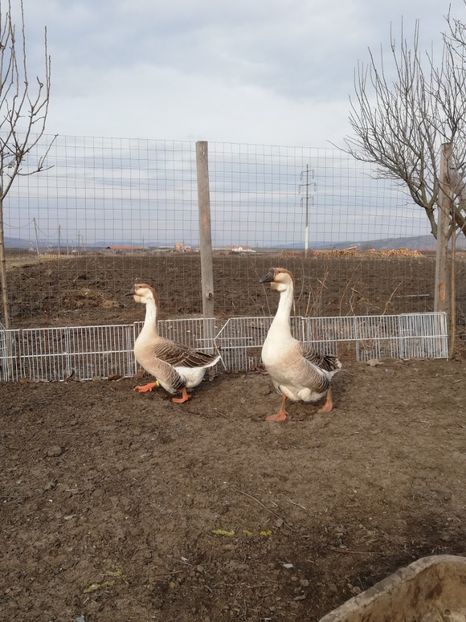  - A1 Gâște Africane matca 2019