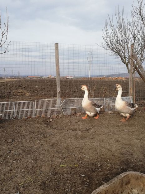  - A1 Gâște Africane matca 2019