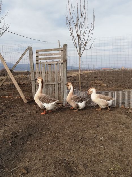  - A1 Gâște Africane matca 2019