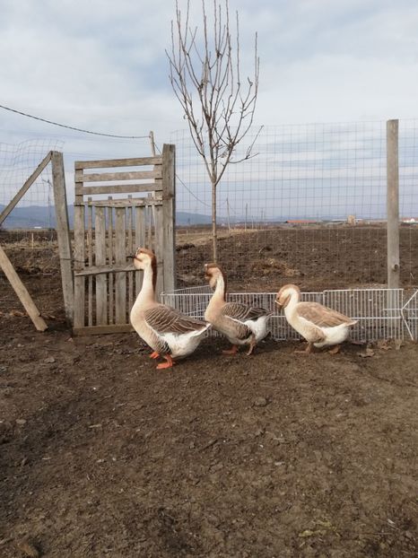  - A1 Gâște Africane matca 2019