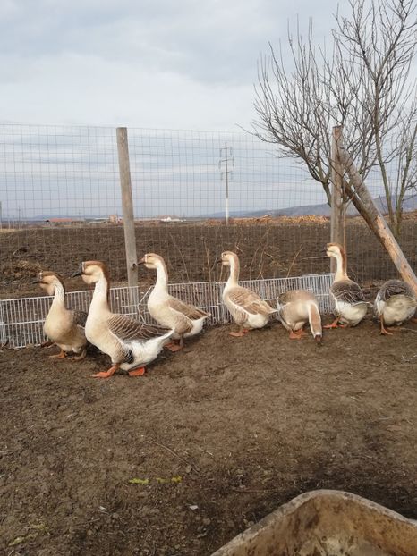  - A1 Gâște Africane matca 2019