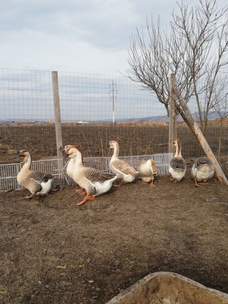  - A1 Gâște Africane matca 2019