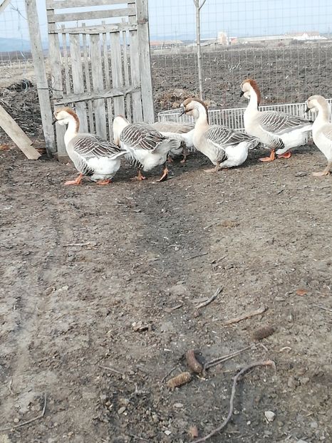  - A1 Gâște Africane matca 2019
