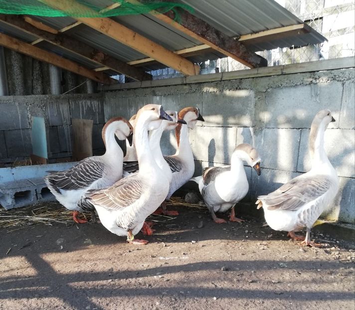  - A1 Gâște Africane matca 2019