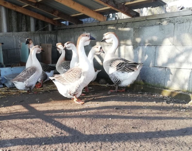  - A1 Gâște Africane matca 2019