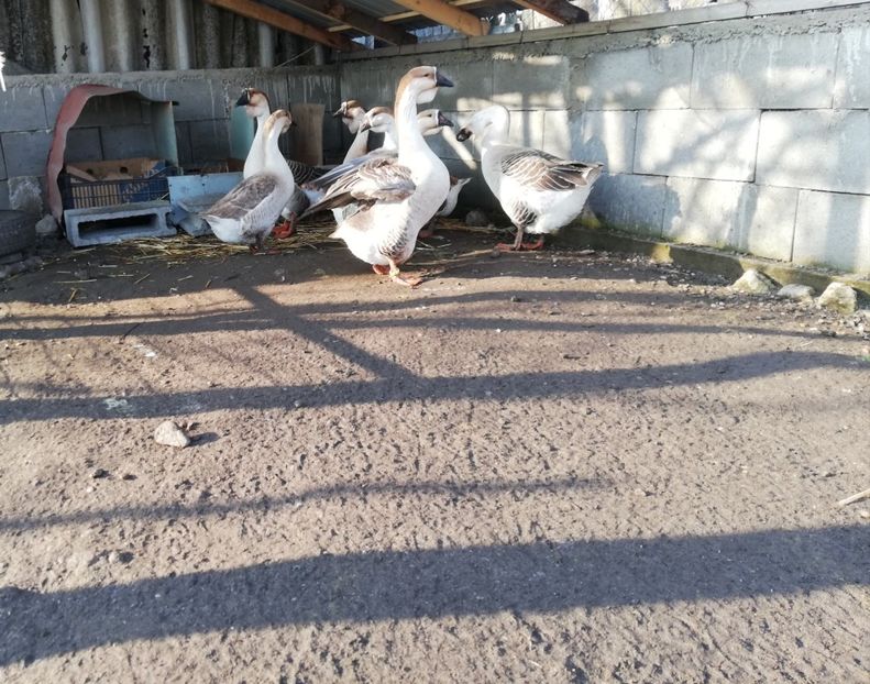  - A1 Gâște Africane matca 2019