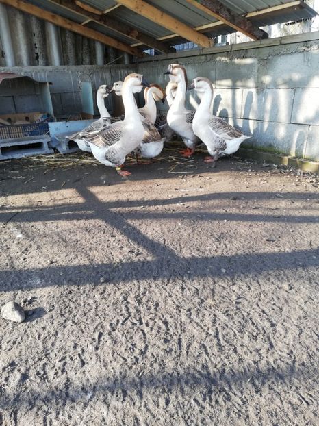  - A1 Gâște Africane matca 2019