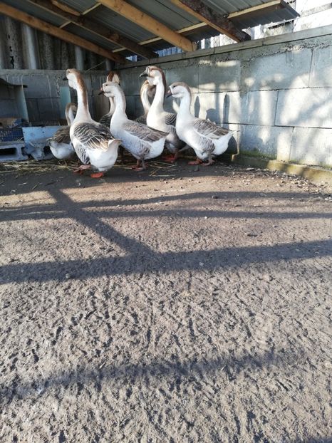  - A1 Gâște Africane matca 2019