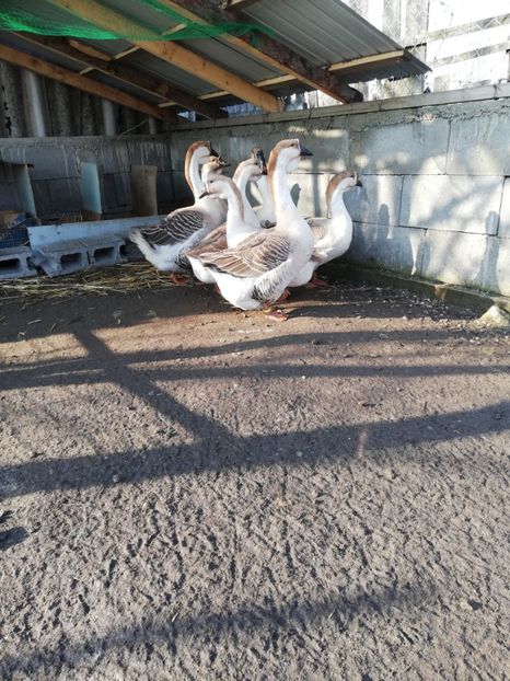  - A1 Gâște Africane matca 2019