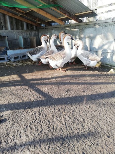  - A1 Gâște Africane matca 2019