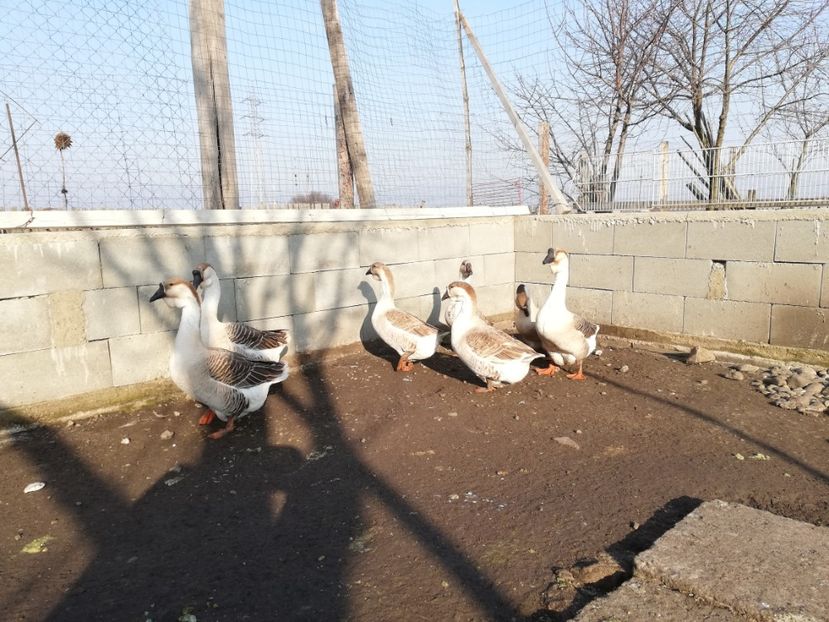  - A1 Gâște Africane matca 2019