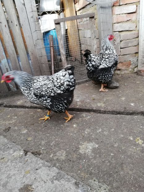  - Plymouth rock barat și Wiandotte