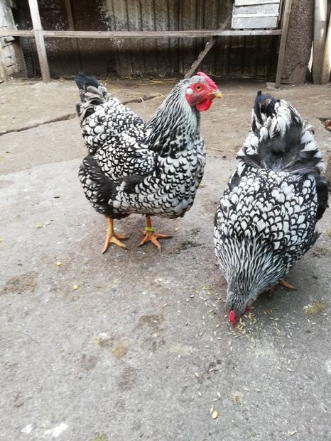  - Plymouth rock barat și Wiandotte