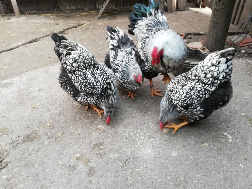  - Plymouth rock barat și Wiandotte