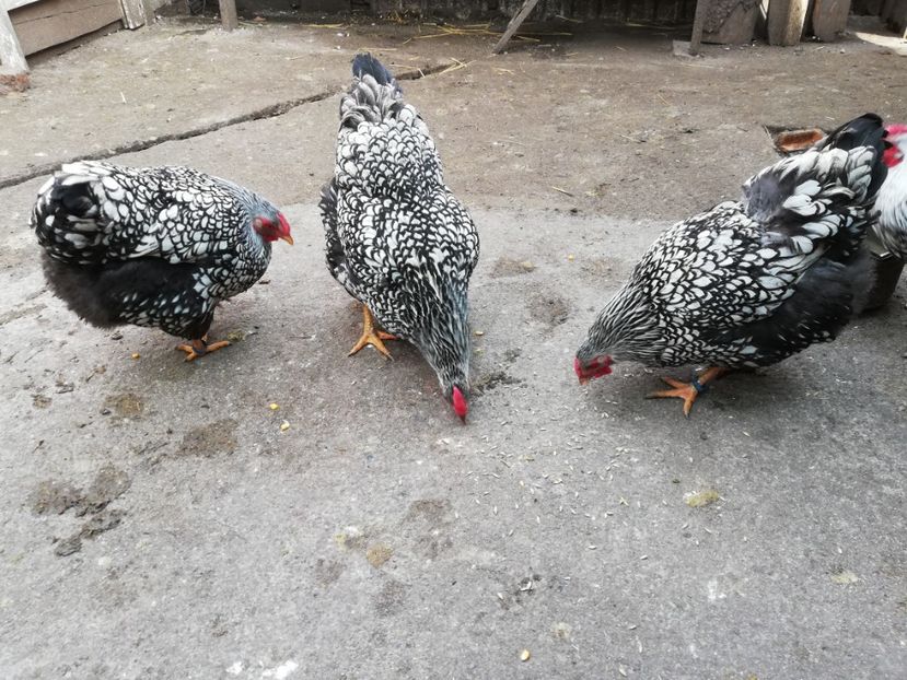  - Plymouth rock barat și Wiandotte