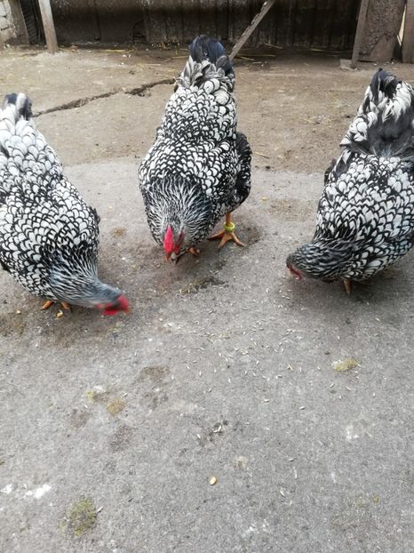  - Plymouth rock barat și Wiandotte
