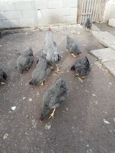  - Plymouth rock barat și Wiandotte