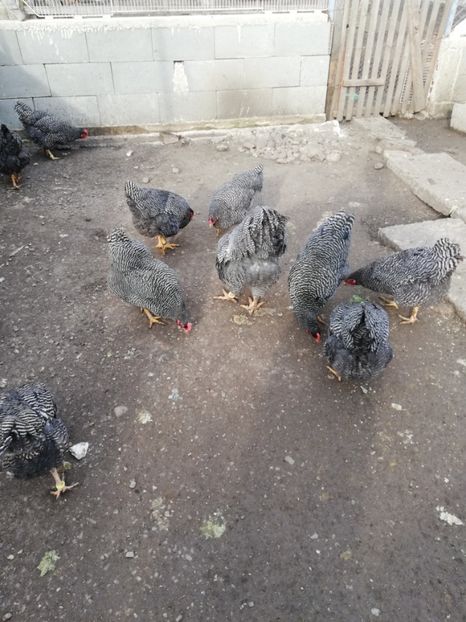  - Plymouth rock barat și Wiandotte