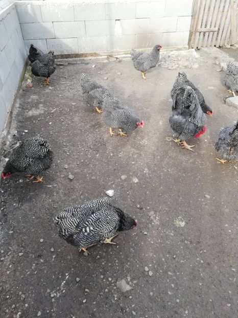  - Plymouth rock barat și Wiandotte