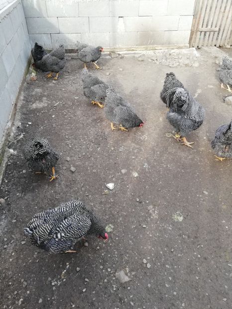  - Plymouth rock barat și Wiandotte