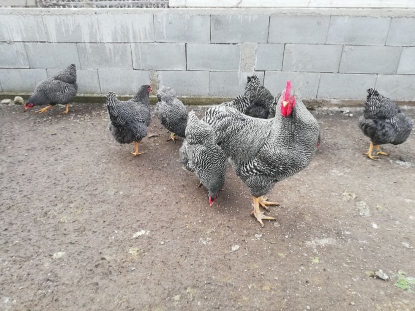  - Plymouth rock barat și Wiandotte