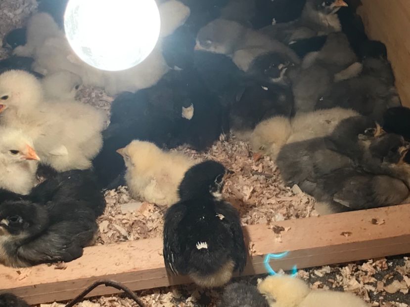 D2E71BDA-AEC7-4D66-B0E5-613A4D3AAB11 - Pui 2019