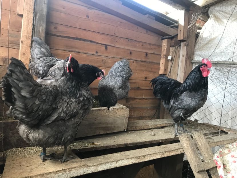 70C7BB18-38BD-400D-96FE-2CF954C5F8E3 - Australorp 2019