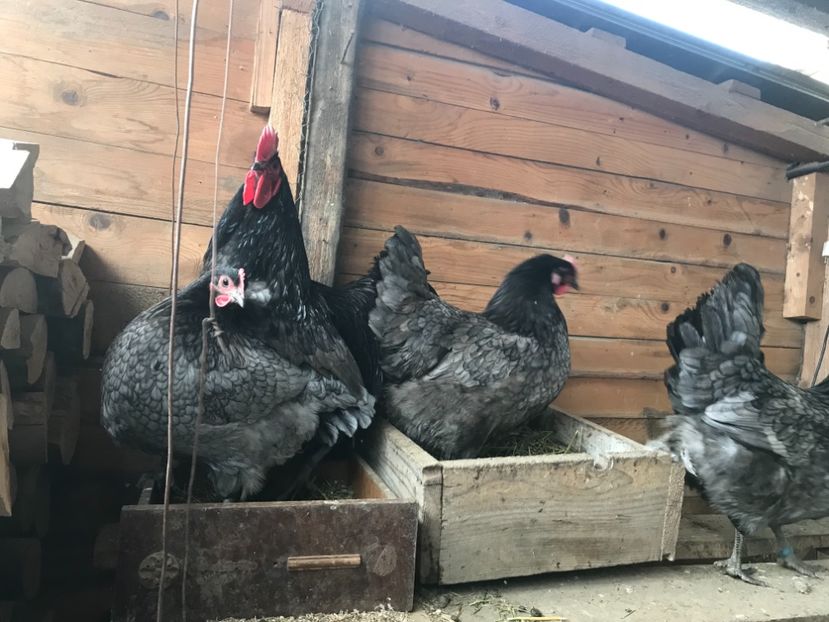 0BC50F67-E1EF-4E01-A5CD-E498D4CAF9F5 - Australorp 2019