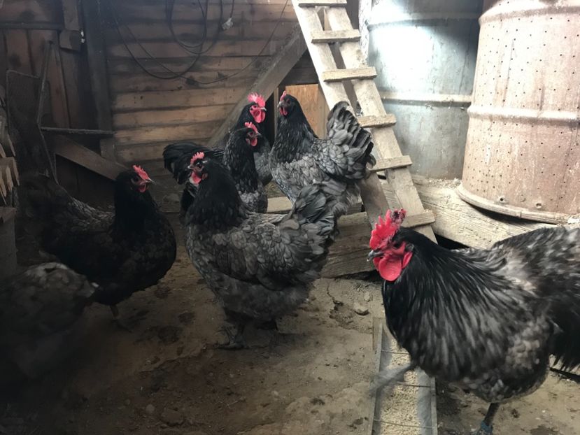 EFDDC27E-0016-4EB0-9B46-98ED96CB8921 - Australorp 2019