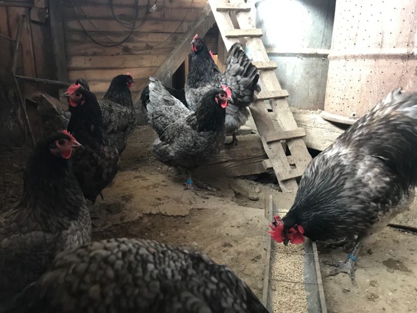 9B929912-C02B-4108-8124-DFC50F9DD073 - Australorp 2019