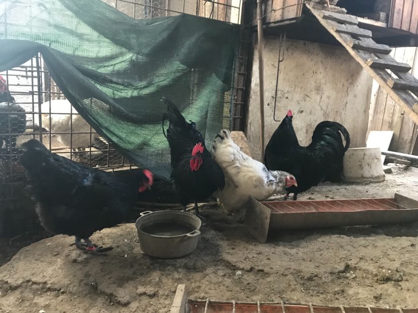 1DBCDC45-509E-47BF-8201-7914558819D1 - Australorp 2019