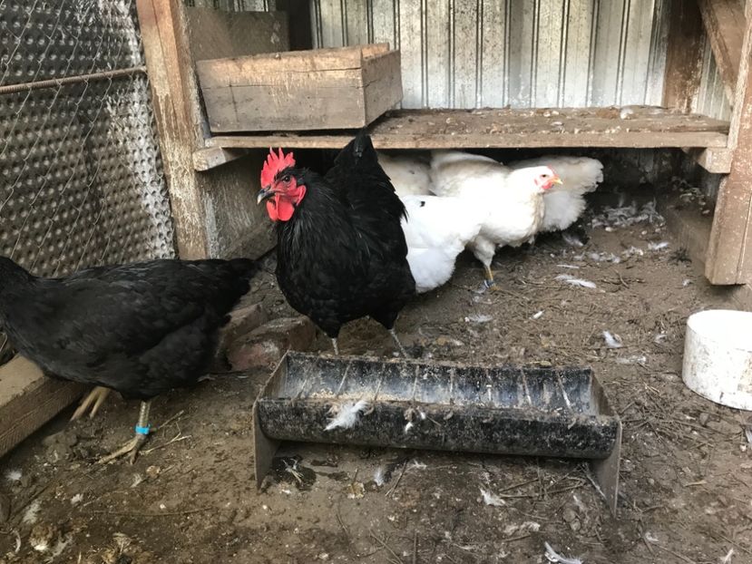 D1787C61-03ED-40AC-81F7-06D4711547F0 - Jersey Gigant 2019