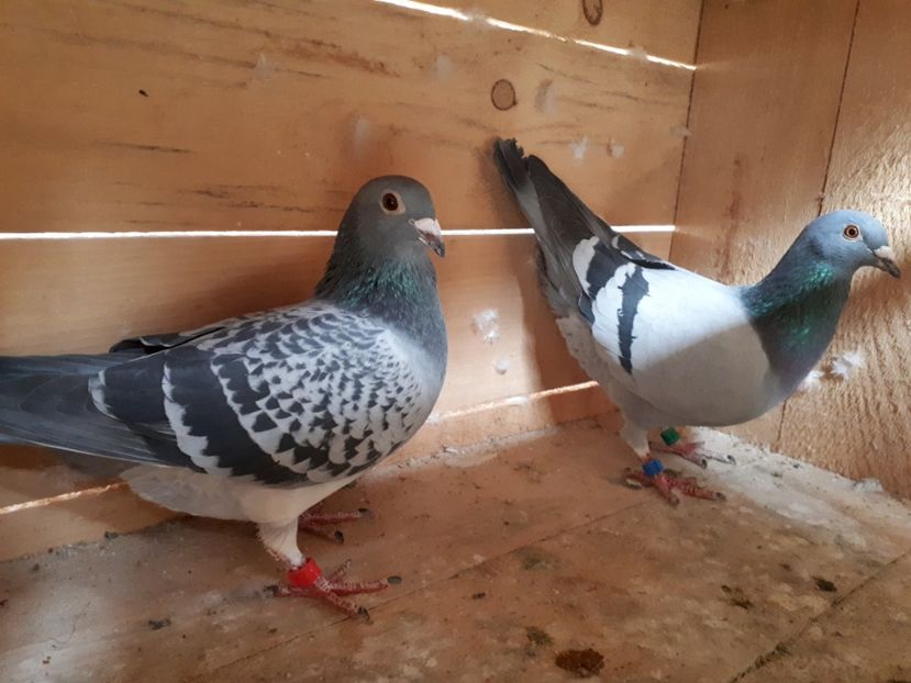 Perechea nr. 14 - Perechi 2019